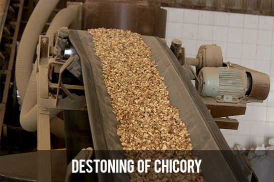 Destoning of Chicory